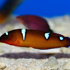 Coris Formosa