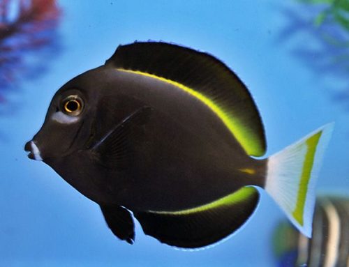 Acanthurus Nigricans