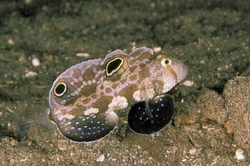 Signigobius Biocellatus