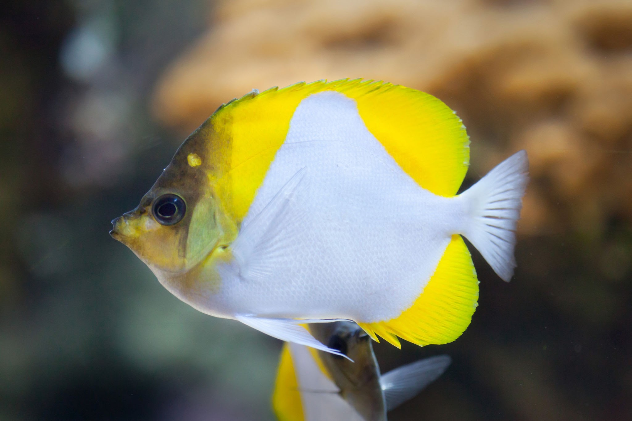 Hemitaurichthys Polylepis
