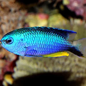 Pomacentrus Alleni