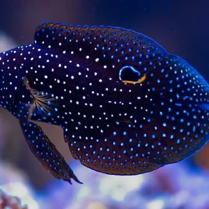 Calloplesiops Altivelis