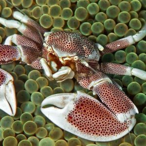 Neopetrolisthes Ohshimai