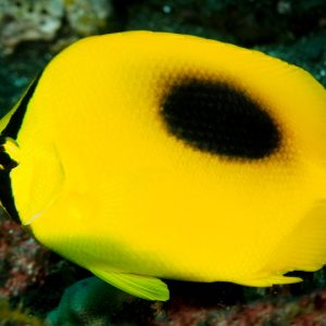 Chaetodon Speculum