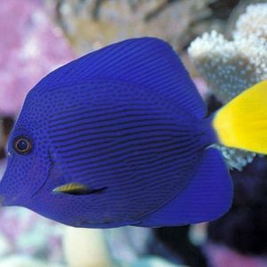 Zebrasoma Xanthurum