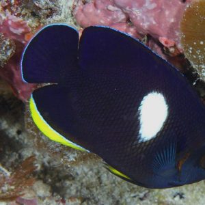 Centropyge Tibicen