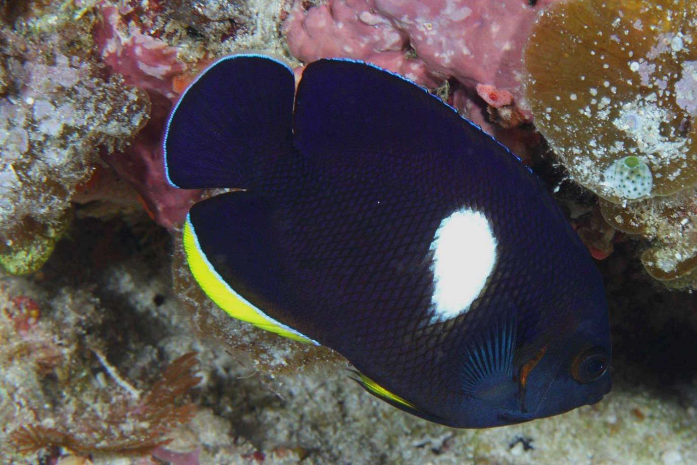 Centropyge Tibicen