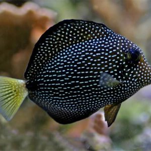 Zebrasoma Gemmatum