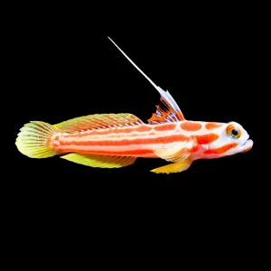 Stonogobiops Yasha