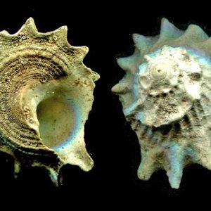 Astralium Calcar