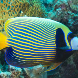 Pomacanthus Imperator (Adult)
