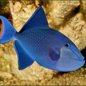 Odonus Niger