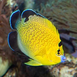 Apolemichthys Xanthopunctatus