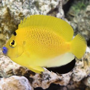 Apolemichthys Trimaculatus