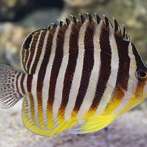 Paracentropyge Multifasciata