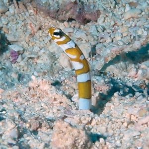 Gorgasia Preclara