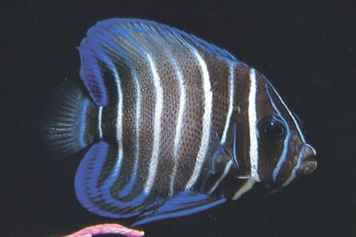 Pomacanthus Sexstriatus (Juvenile)