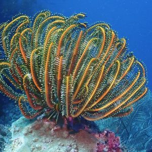 Oxycomanthus Bennetti