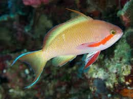 Pseudanthias Hutchi