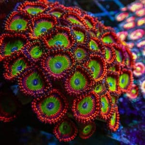 Zoanthid & Palythoa