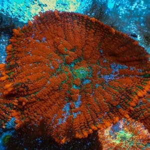 Soft Corals