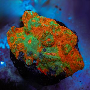 Echinophyllia (Rainbow Sherbet Chalice)