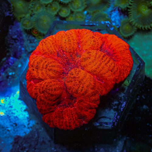 Symphyllia Agaricia Ultra Orange