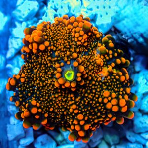 Ricordea Yuma Ultra Orange