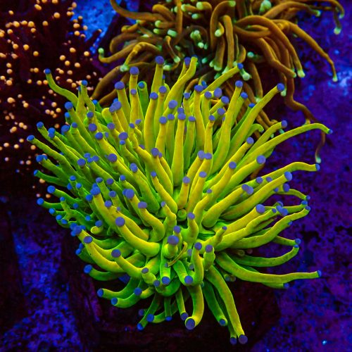 Euphyllia Glabrescens Torch Holygrail