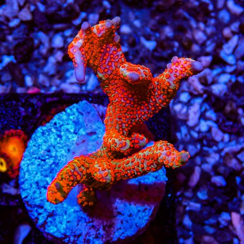 SPS Package 10 Coral - Image 7