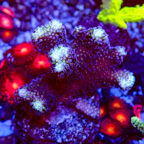 SPS Package 10 Coral - Image 10