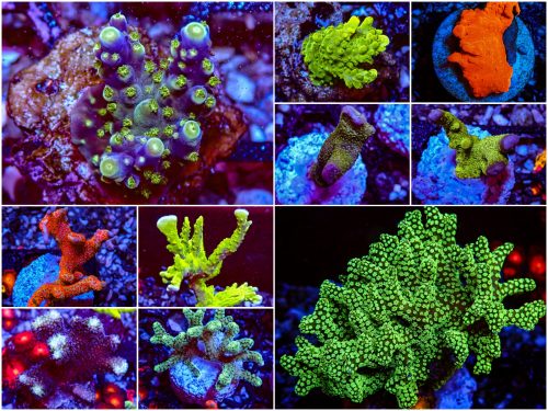 SPS Package 10 Coral