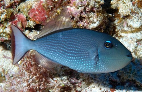 Xanthichthys Auromarginatus (Female)