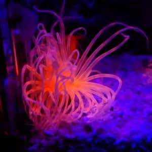Pachycerianthus Neon Orange