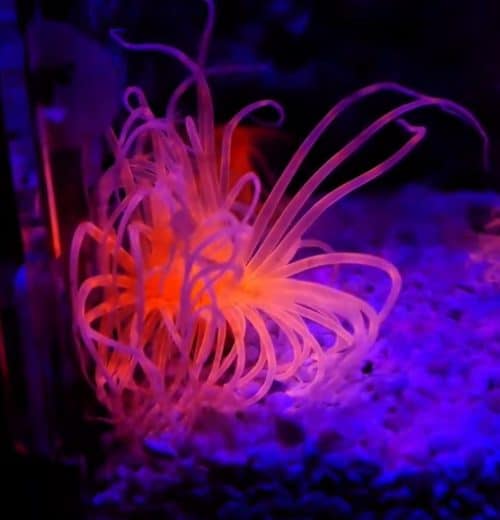 Pachycerianthus Neon Orange