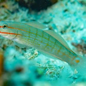 Amblygobius Decussatus