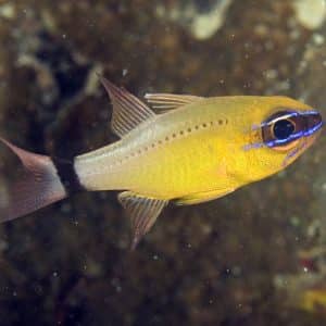 Apogon Aureus