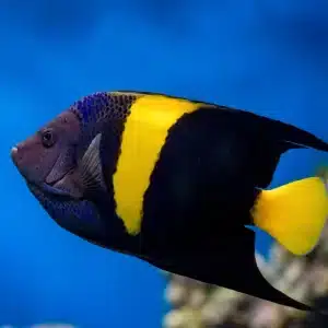 Pomacanthus Asfur
