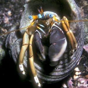 Calcinus Laevimanus