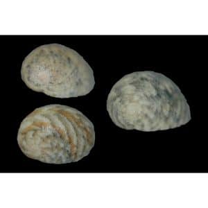 Nerita Polita (Turbo Snail)