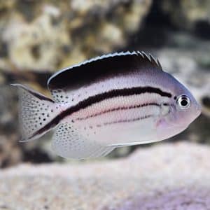 Genicanthus Lamarck (Female)