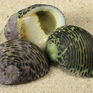 Nerita common
