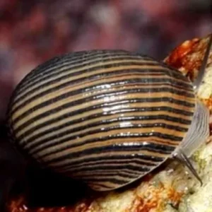 Nerita Black Golden Lines