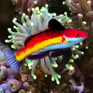 Cirrhilabrus Naokoae