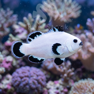 Amphiprion Ocellaris (Snow Storm) T.B