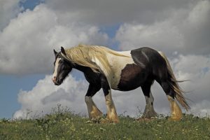 Horse on higham marshes