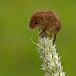 HARVEST MOUSE (MICROMYS MINUTUS) 1181 by Jim Pocknell (47)