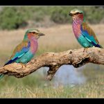 LILAC BREASTED ROLLER PAIR by Terry Thorn CPAGB