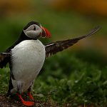 PUFFIN (Fratercula arctica) 3963 by Jim Pocknell (47)