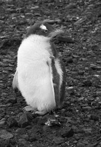 Young Gentoo Penguin by John Amey